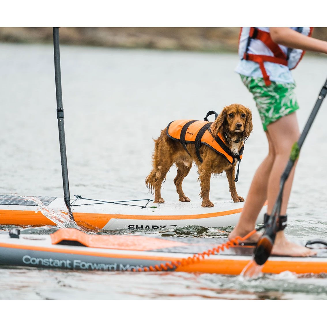 Shark T 11'8 X 30" Paddleboard 2023 14 Shark T 11'8 X 30" Paddleboard 2023 - Image 12